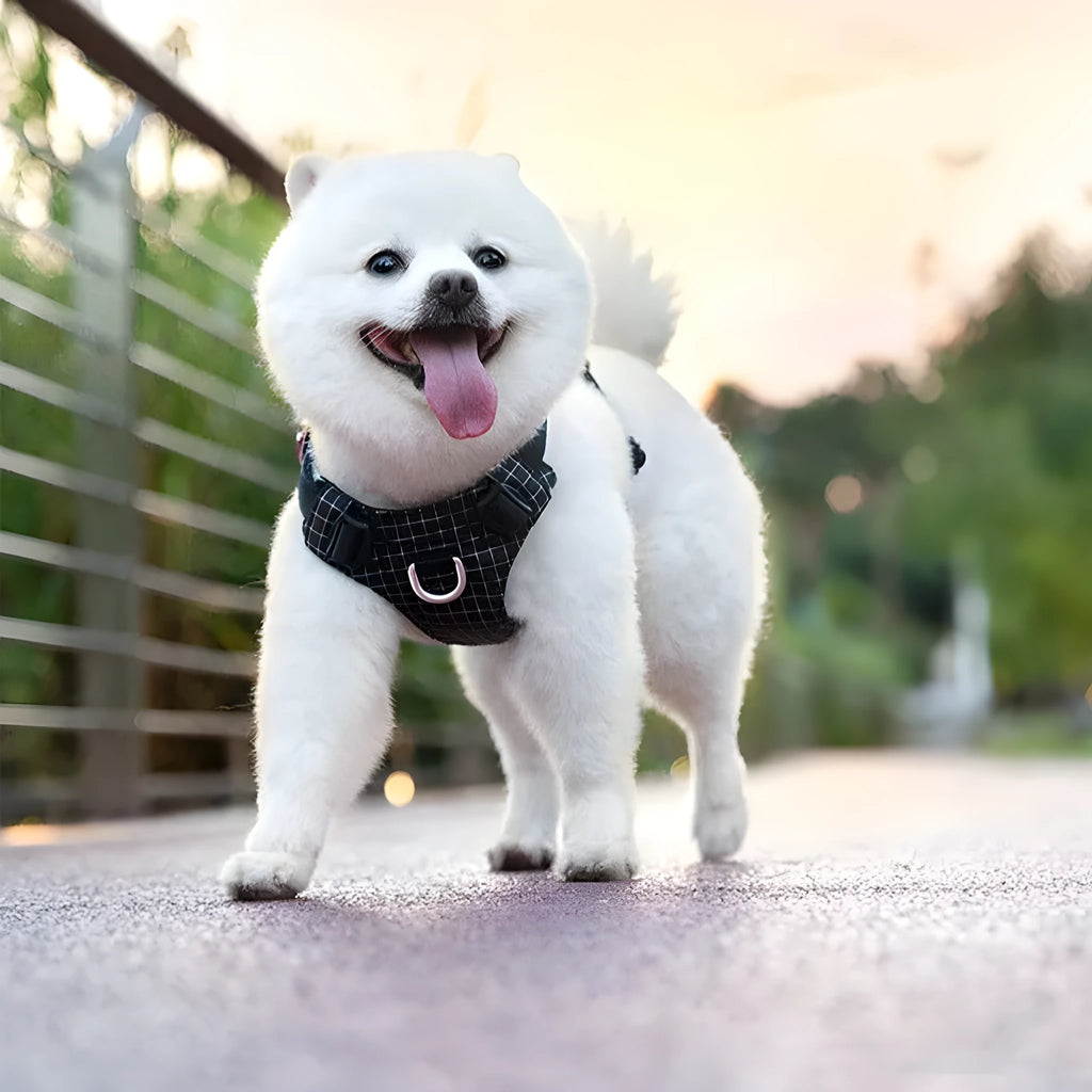 Adjustable dog harness with LED light for night walking in light purple, green, black, orange, white, or blue