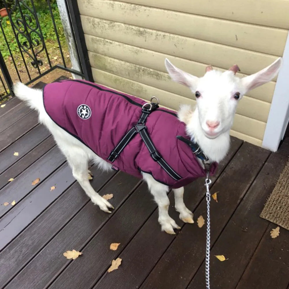 Waterproof dog coat with integrated harness in rain silk fabric, available in multiple colours and sizes
