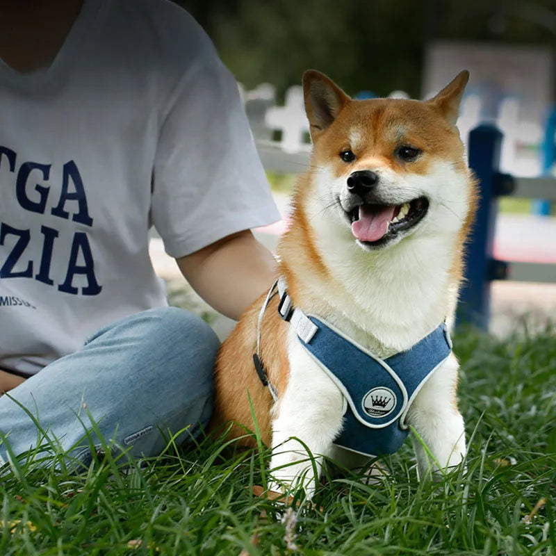 Adjustable dog harness with breathable mesh and chest strap in multiple colour options