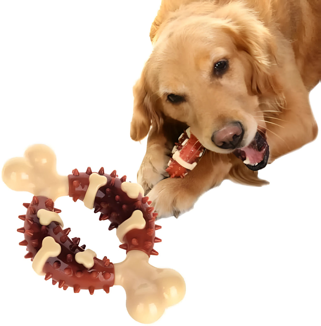 A natural rubber bone-shaped dog molar chew toy for teeth cleaning, shown in two sizes.