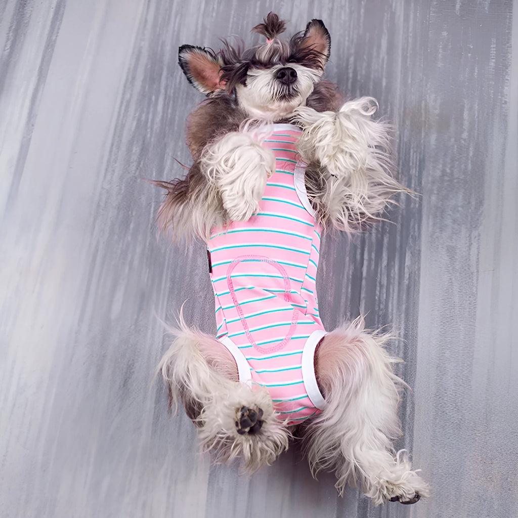 Cotton dog bellyband vest in black, blue, pink, or purple, sizes XS to 2XL, thin spring summer pet clothing.