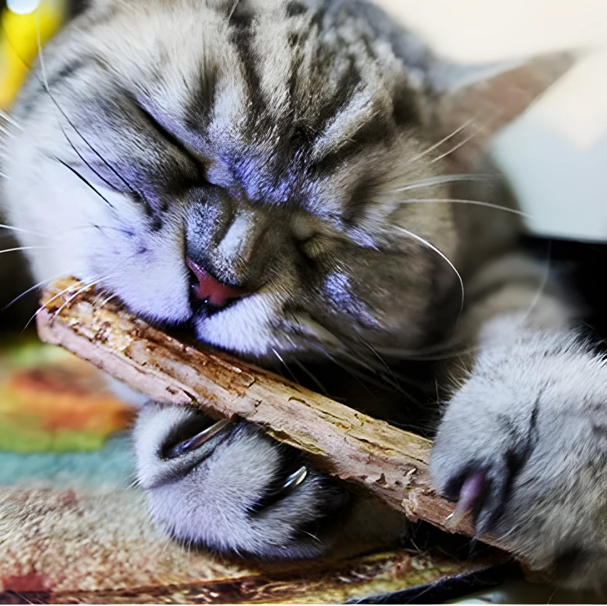 2 pcs matatabi catnip chew sticks, natural plant shoots for cat molar teeth cleaning