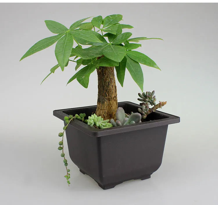 Dark brown antique-style plastic flowerpot in rectangle and square sizes for home gardening