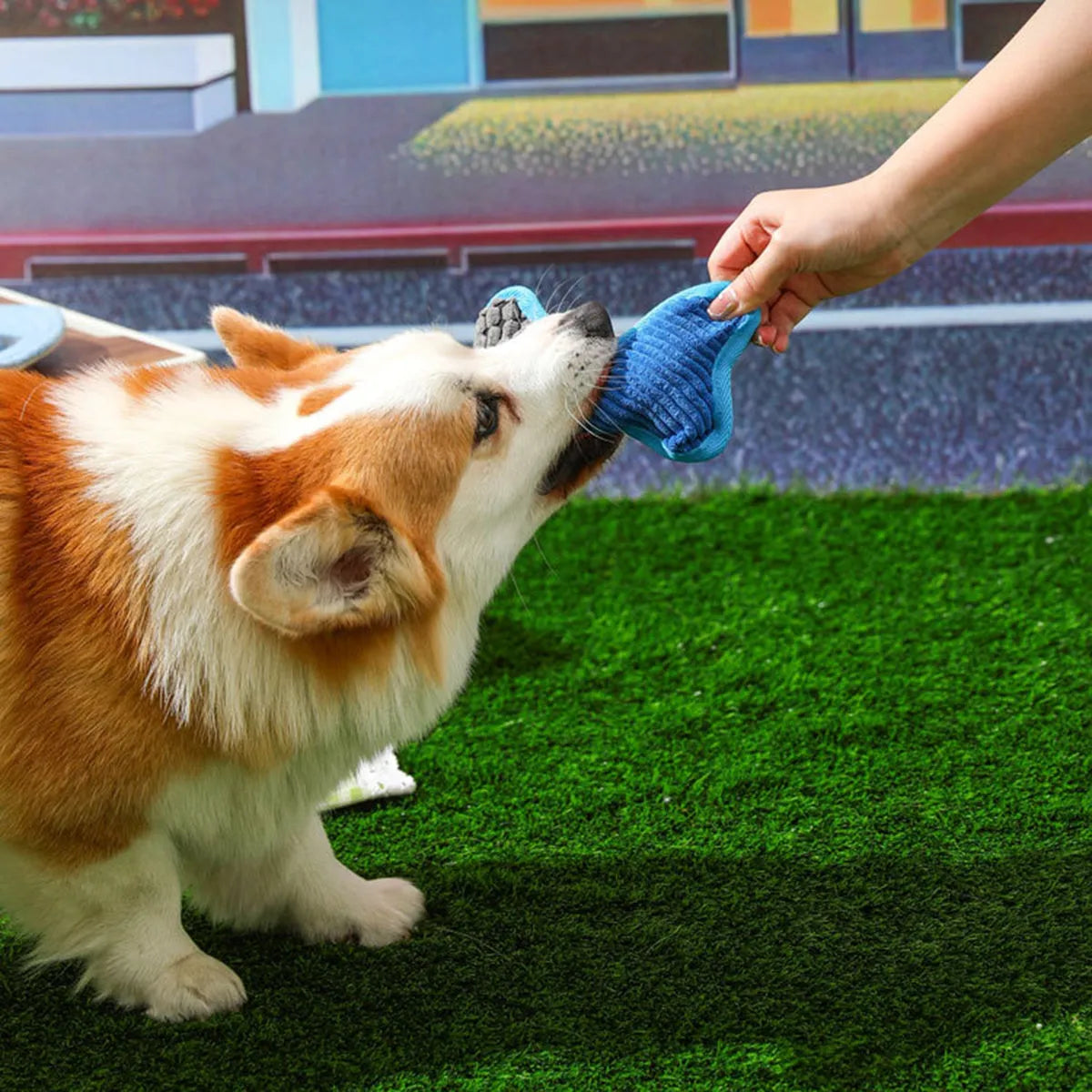 Blue teddy dog toy with rubber bone model and corn fleece lining for small to medium dogs