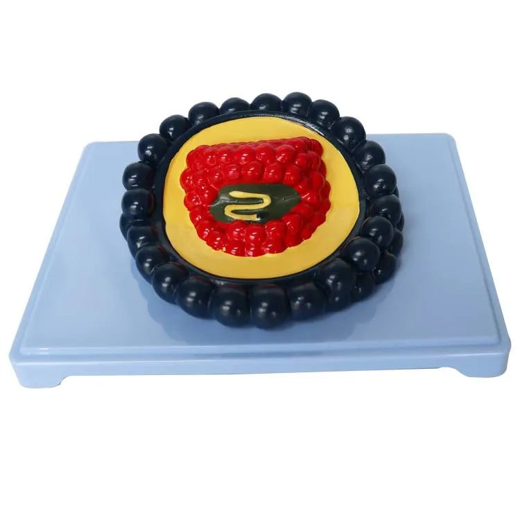 Black PVC virus biological model measuring 20cm by 15cm by 7cm
