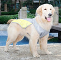 Yellow dog cooling vest with reflective strips on shoulder and back, open back with buckle, on a dog