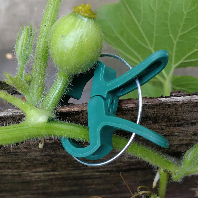 Green plastic and zinc plant support clips, showing large and small sizes for climbing plants.