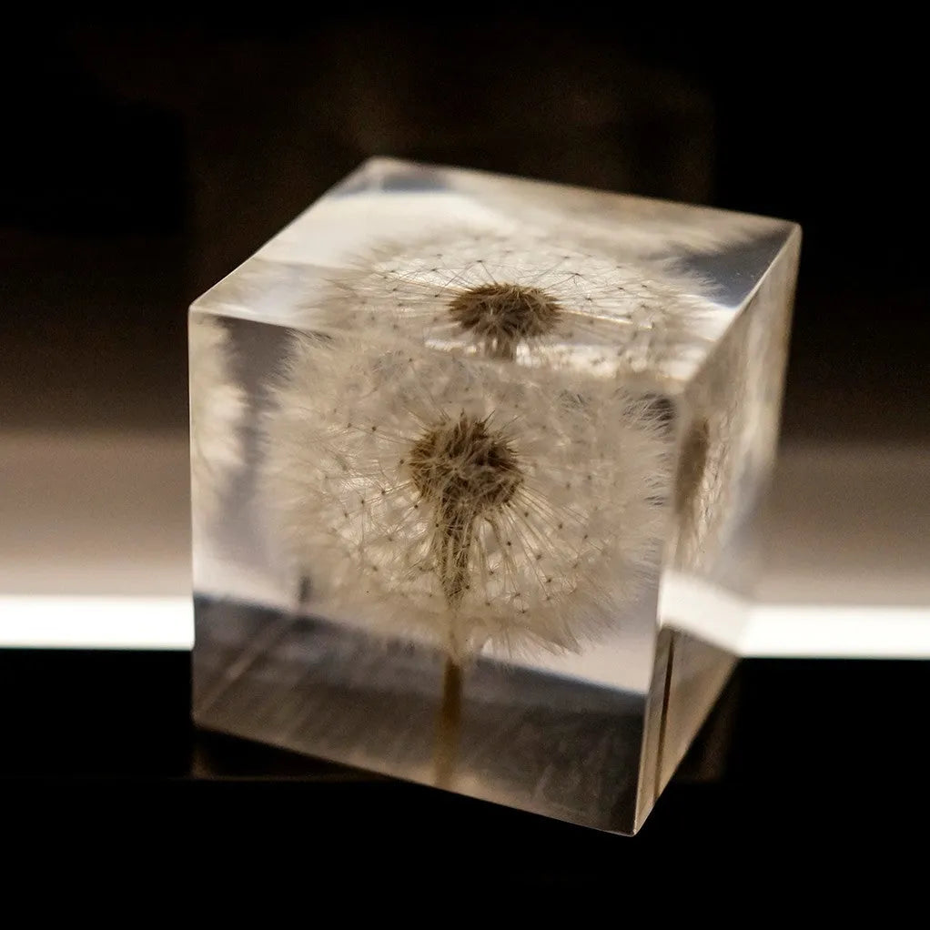 Clear 5cm resin cube containing a preserved white dandelion flower on a wooden USB charging base.