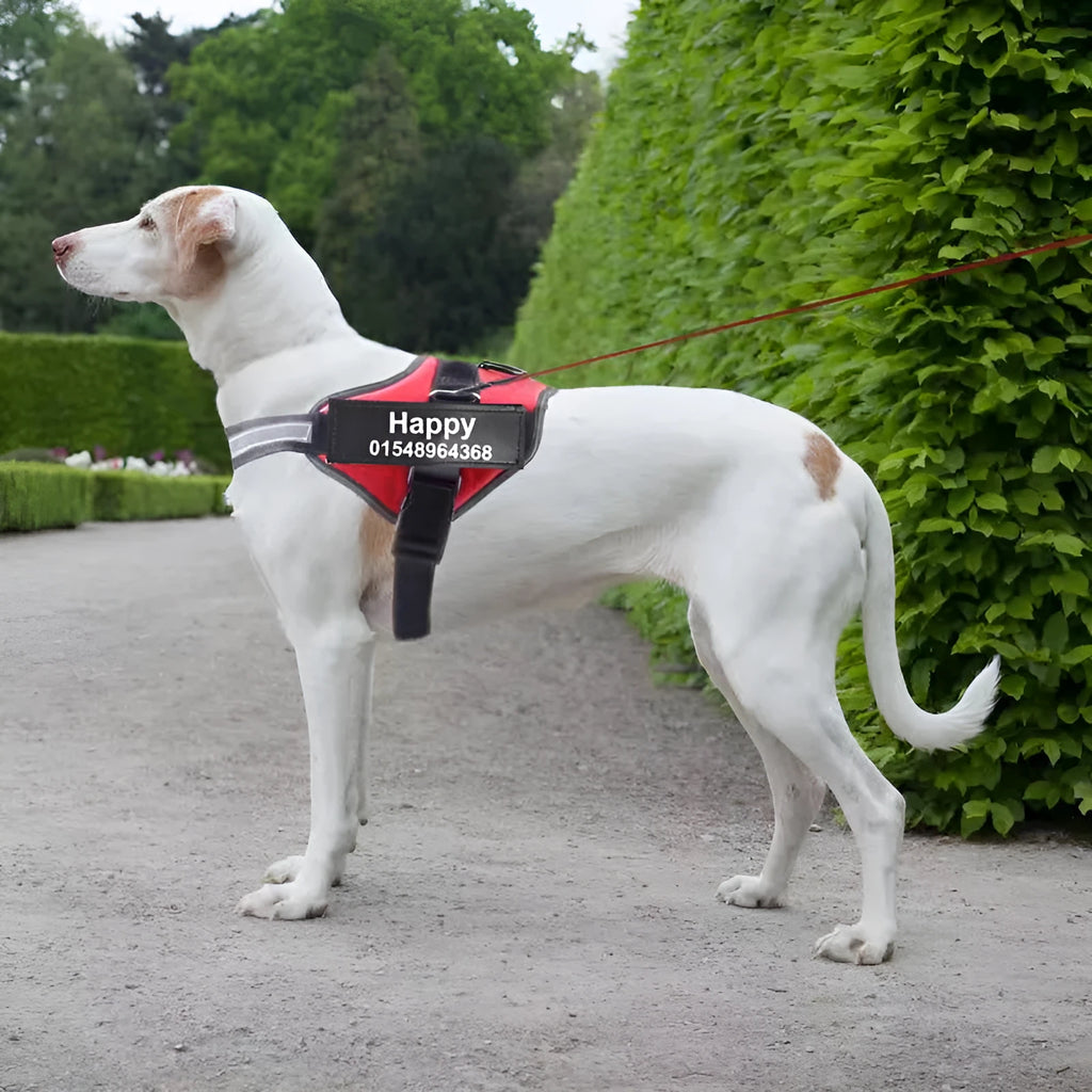 Customisable adjustable dog harness with reflective trim shown on a dog.