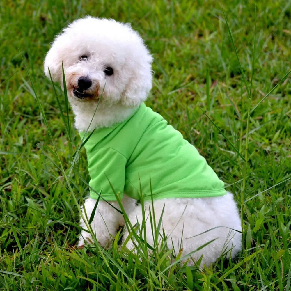Cotton dog polo shirt with lapel collar in solid blue, available in sizes XS to XL
