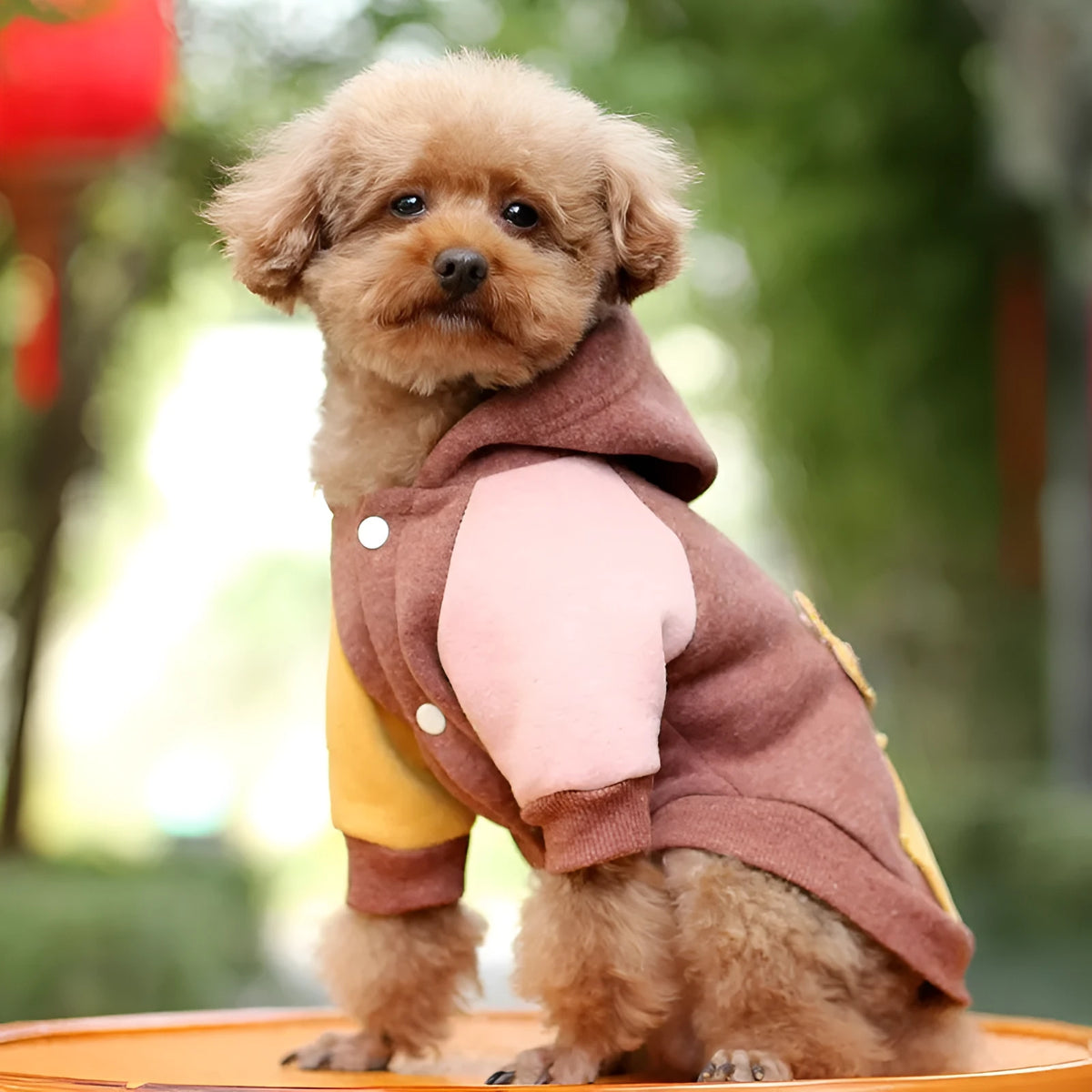Brown cotton pet dog sweatshirt shown in size M with pullover design
