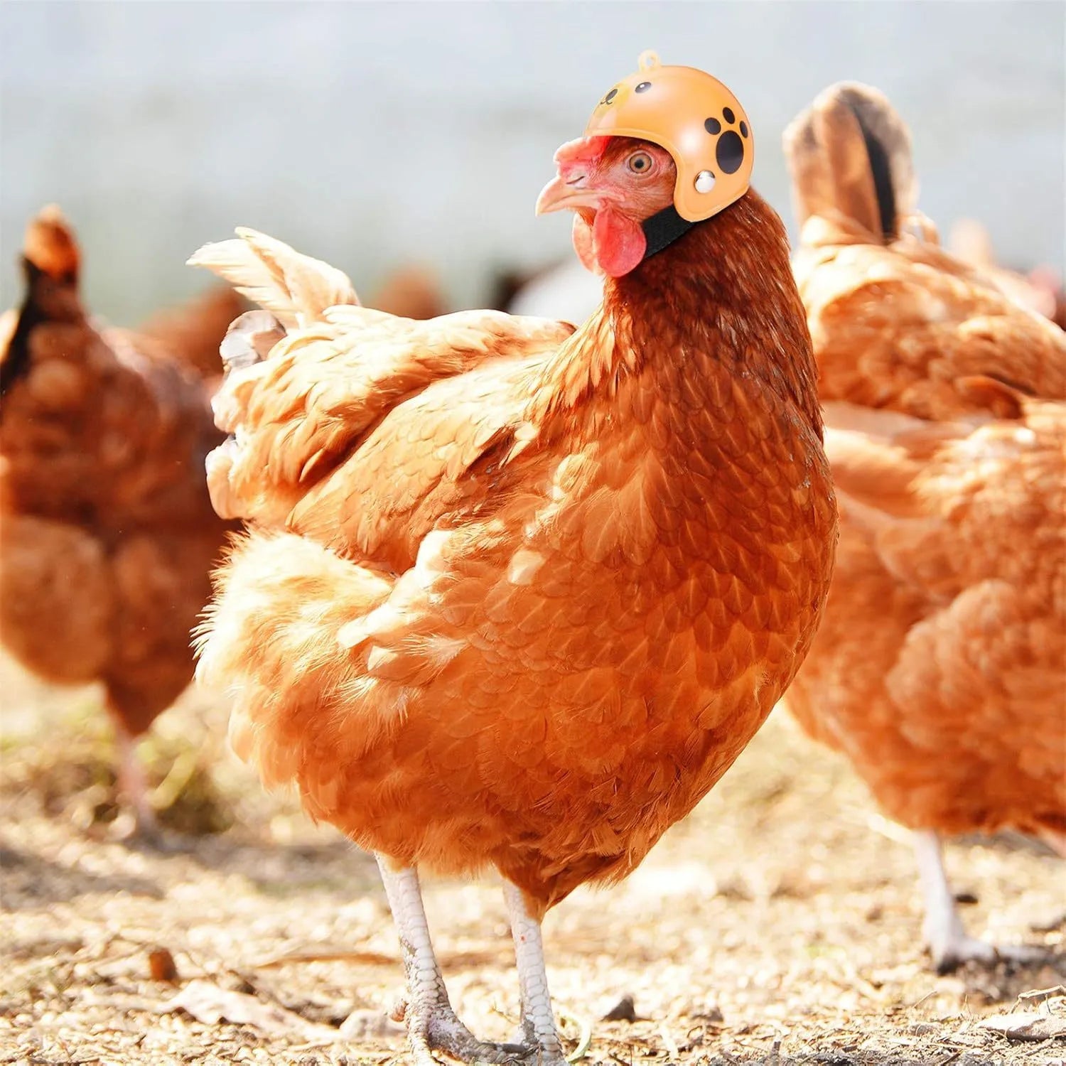 Small adjustable pet helmet for chickens and birds with elastic bands and sponge lining