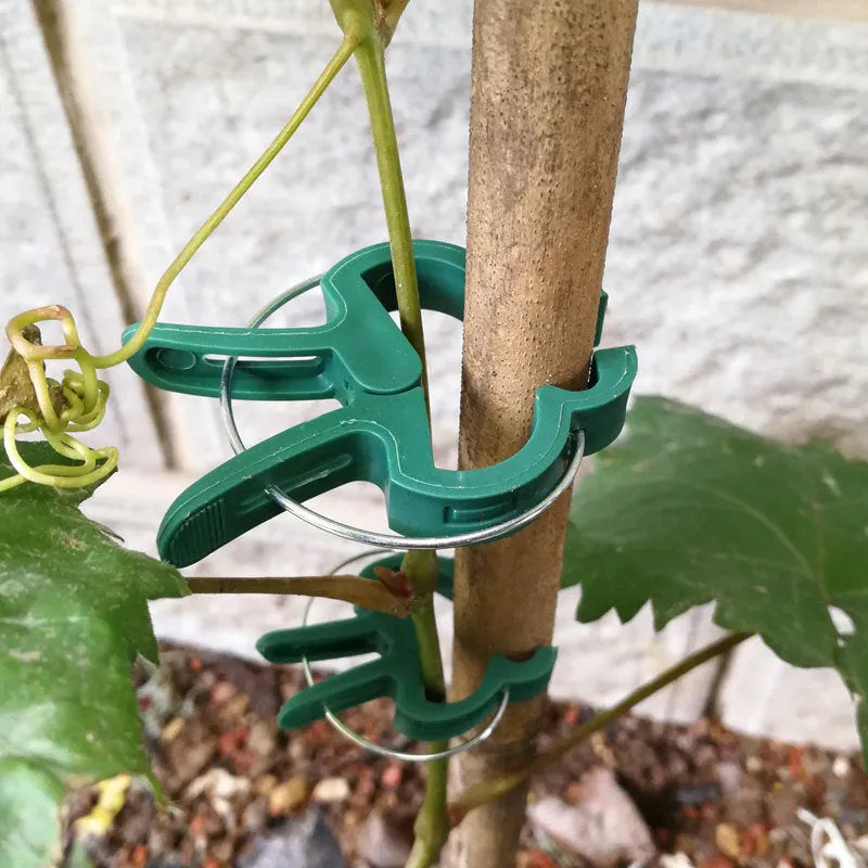 Green plastic and zinc plant support clips, showing large and small sizes for climbing plants.