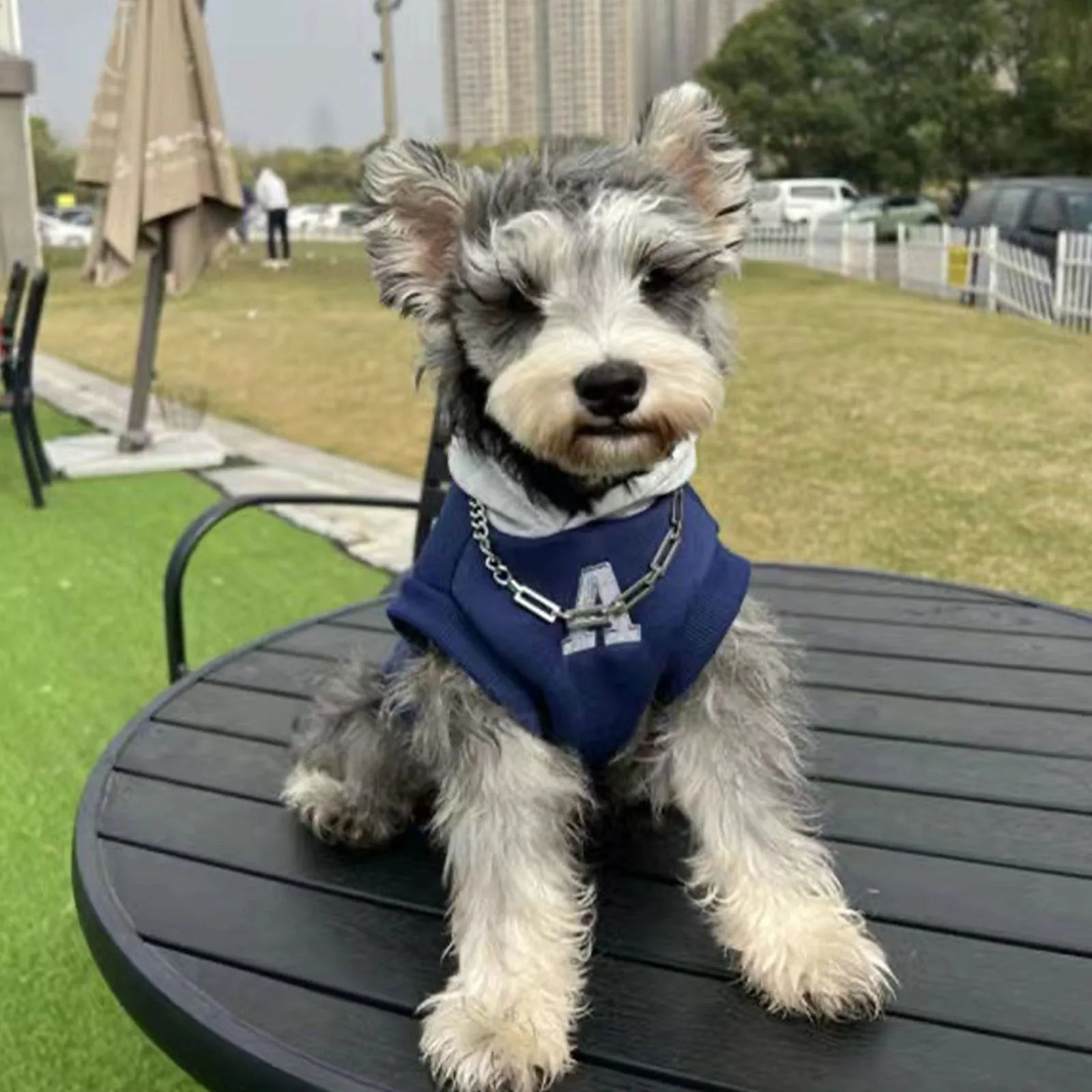 Blue and grey-white pet sweater with reflective letters for cats and dogs