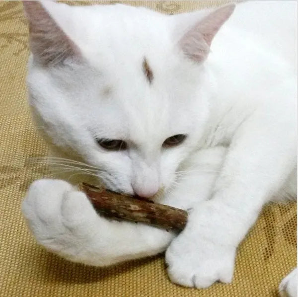2 pcs matatabi catnip chew sticks, natural plant shoots for cat molar teeth cleaning