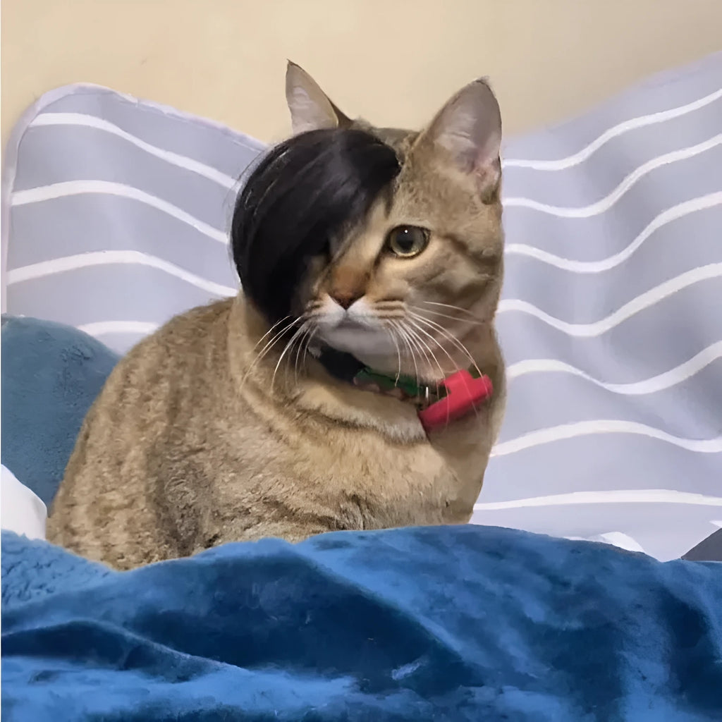 Black polyester fox tail cat wig with clip attachment for pet costume dressing
