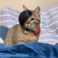 Black polyester fox tail cat wig with clip attachment for pet costume dressing