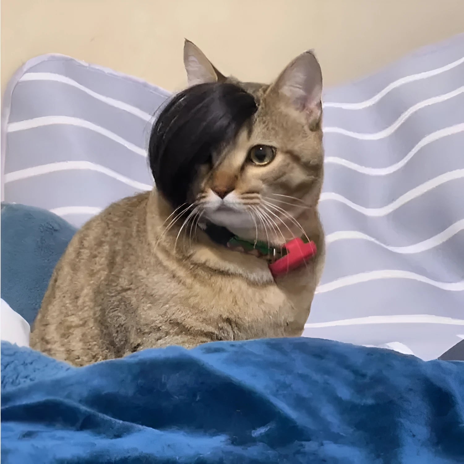 Black polyester fox tail cat wig with clip attachment for pet costume dressing