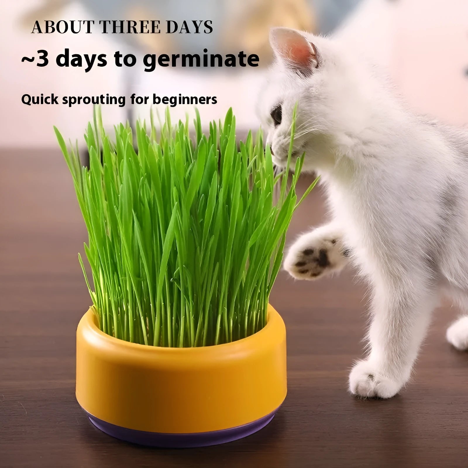 Hydroponic cat grass kit with coloured plastic cups and wheatgrass seeds for soilless indoor growing
