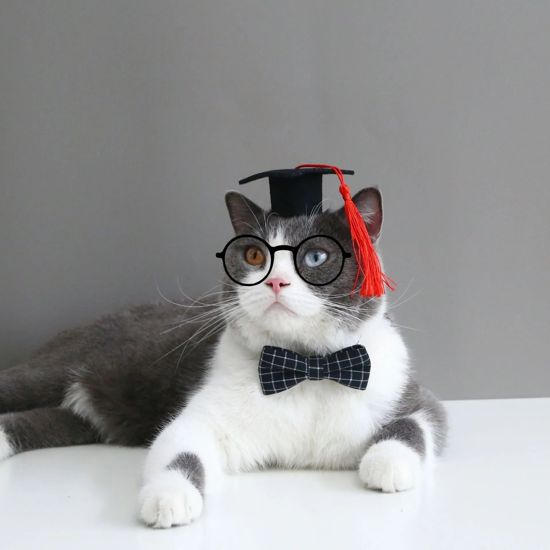 British style pet hair band and matching bow tie set on a model, shown in yellow, red, green, and black plaid options.