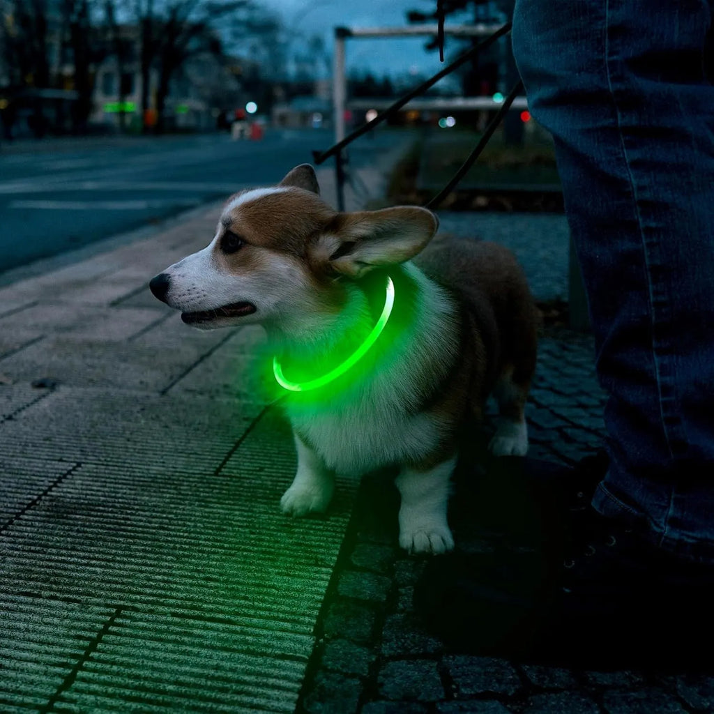 Blue USB-rechargeable LED dog collar glowing on a dog's neck, showing the 70cm adjustable TPU strap.