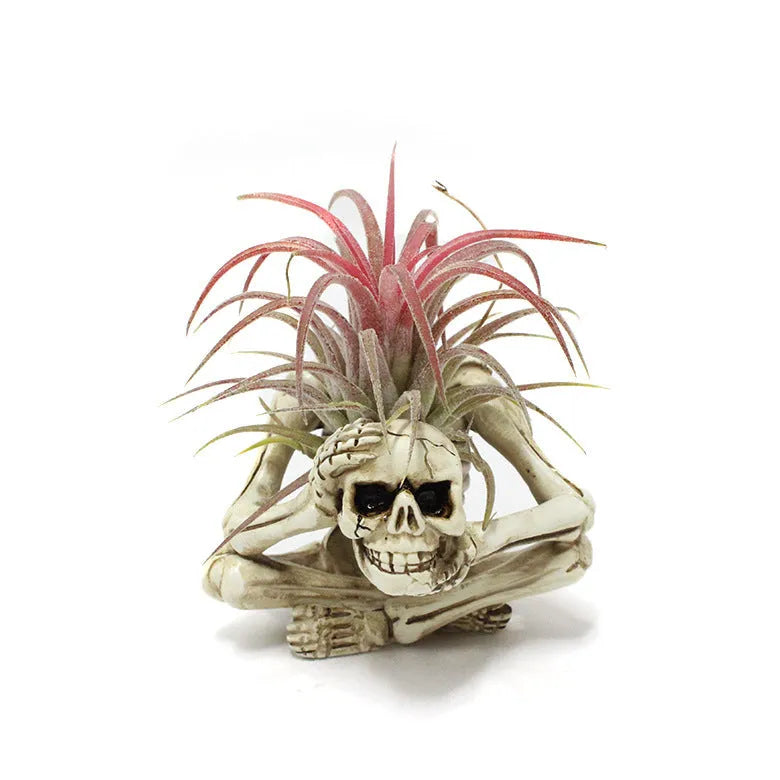 Gothic skull design resin bracket for tillandsia plants with iron base