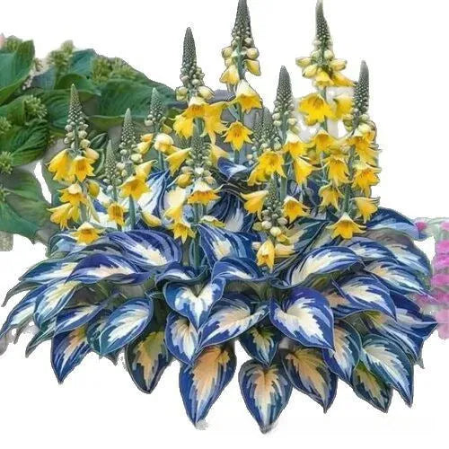 Coloured leaves jade barrettes flower seeds in OPP packaging, 50 tablets.