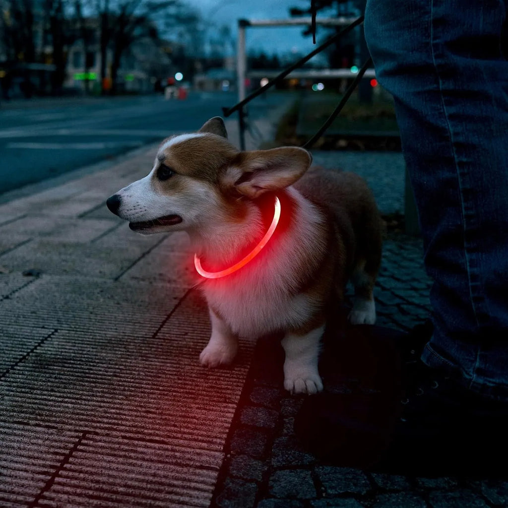 Blue USB-rechargeable LED dog collar glowing on a dog's neck, showing the 70cm adjustable TPU strap.
