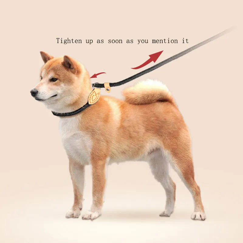 Blast race training 4-in-1 dog leash and automatically tightening collar set in multiple colour options