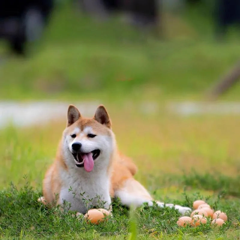 Red and white egg-shaped dog chew toy with textured surface and built-in squeaker