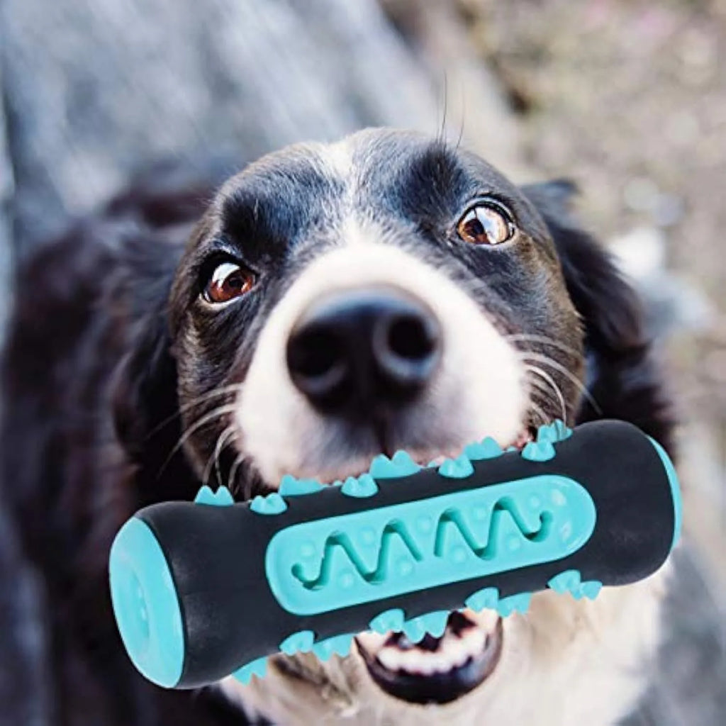 Natural rubber dog toothbrush chew toy in one of four colours, measuring 15cm long