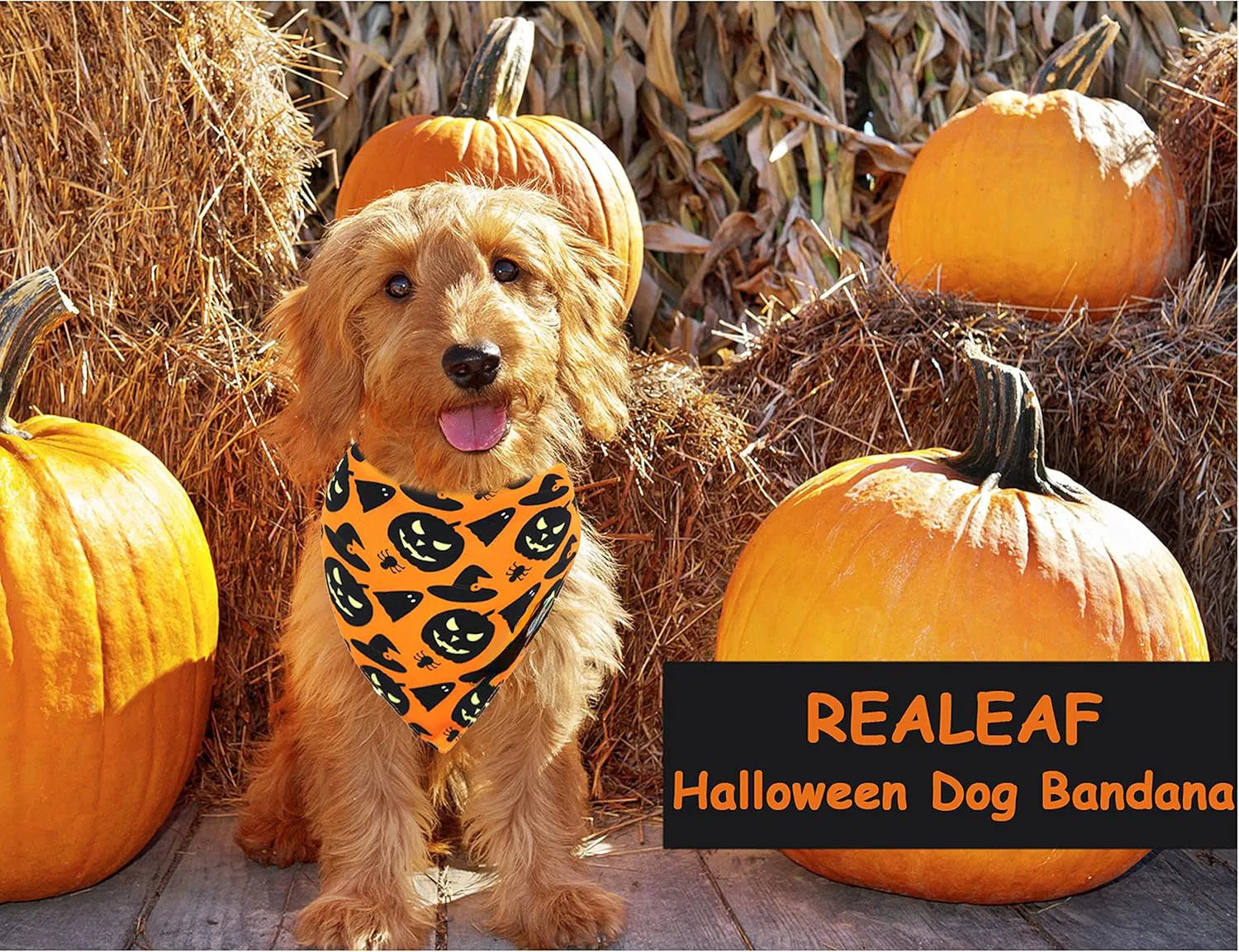 Black and orange reversible Halloween dog bandana showing pumpkin and spider web patterns with adjustable neck closure