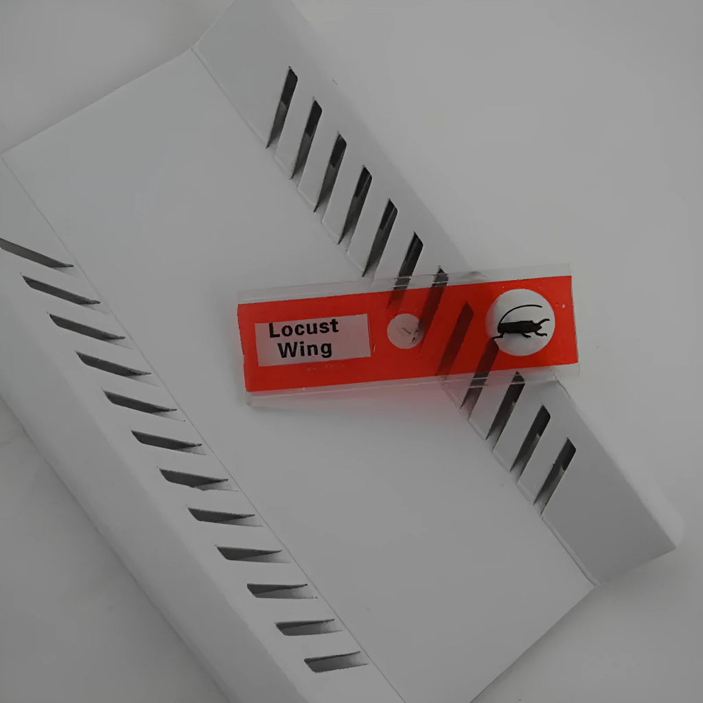 48 plastic microscope slides with colour-coded edges showing plant and animal specimens for children's science education