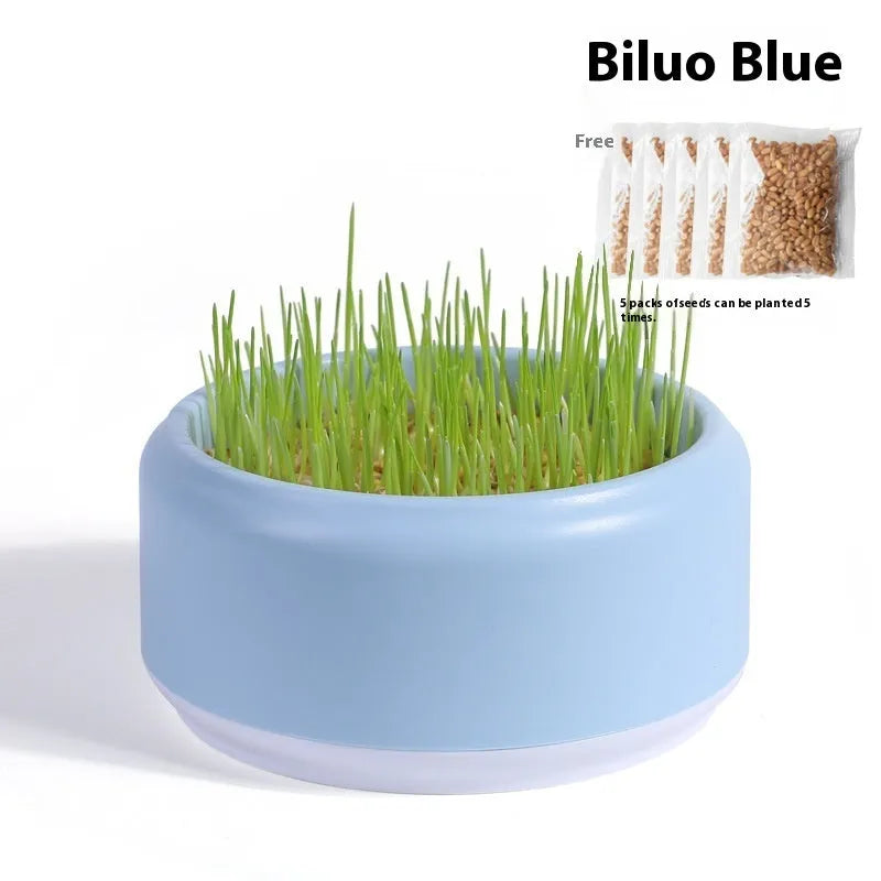 Hydroponic cat grass kit with coloured plastic cups and wheatgrass seeds for soilless indoor growing