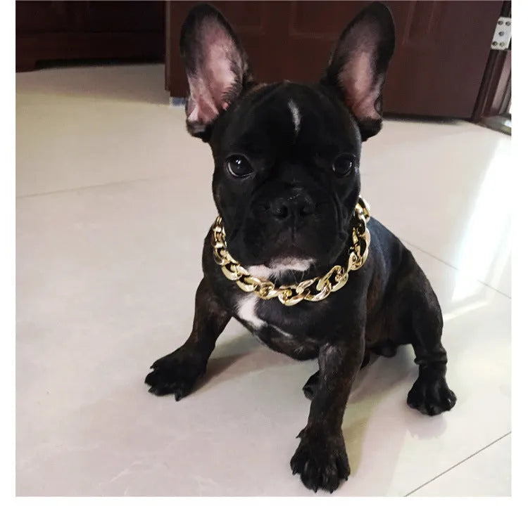Gold colour twisted chain dog collar with buckle fastener on a white background.