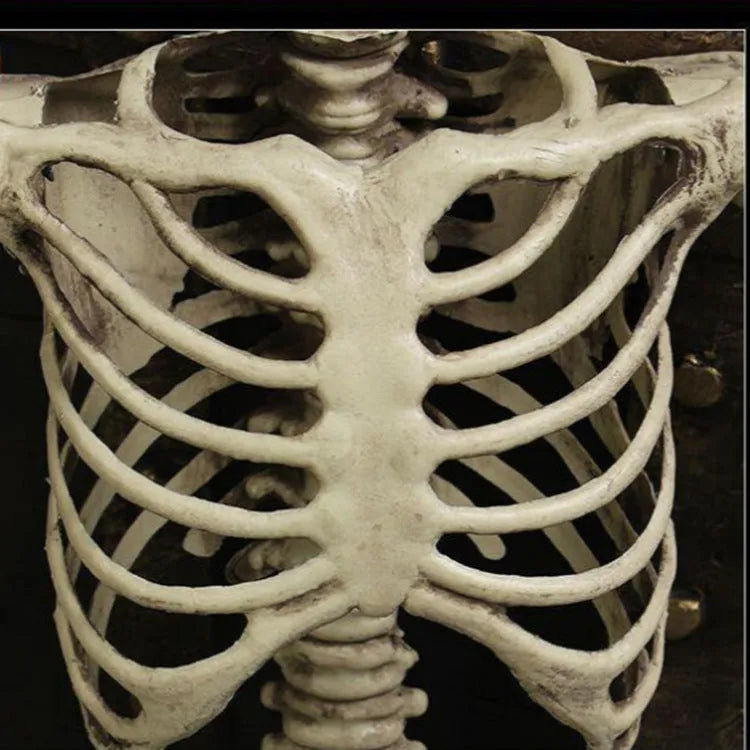 170cm tall plastic skeleton prop with articulated joints and detailed skull