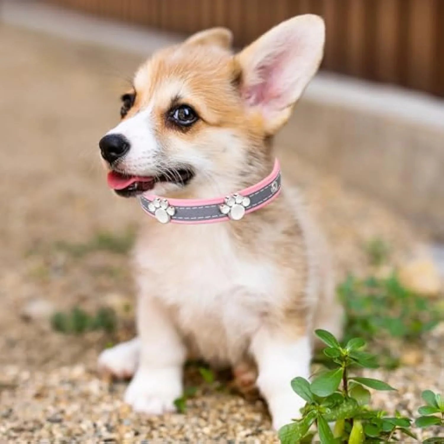 Reflective leather dog collar with a metal paw rivet, shown on an adjustable buckle.