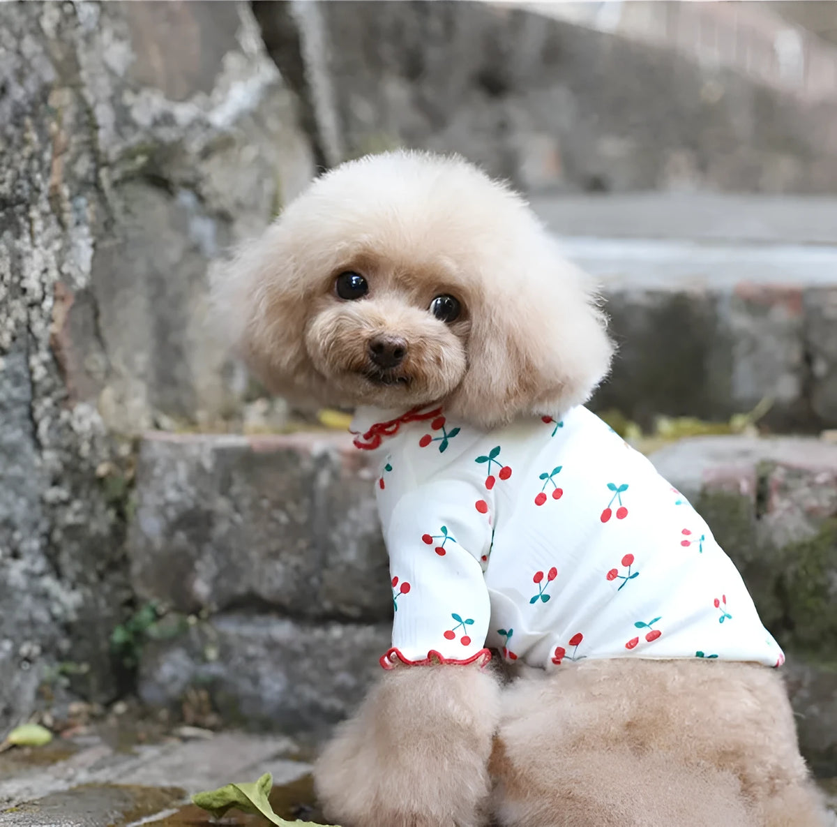 Cotton cherry print wavy edge lapel dog top in blue, white, or pink, two-legged pet clothing
