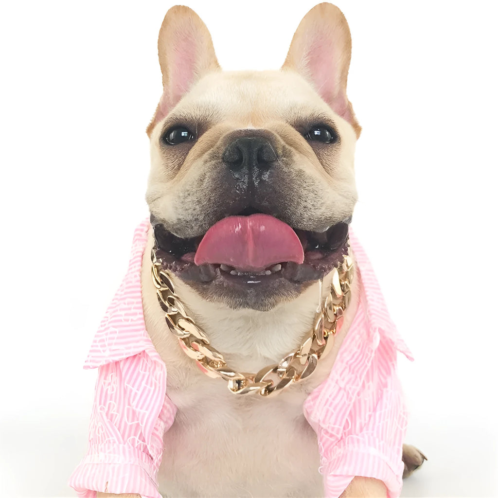 Gold colour twisted chain dog collar with buckle fastener on a white background.