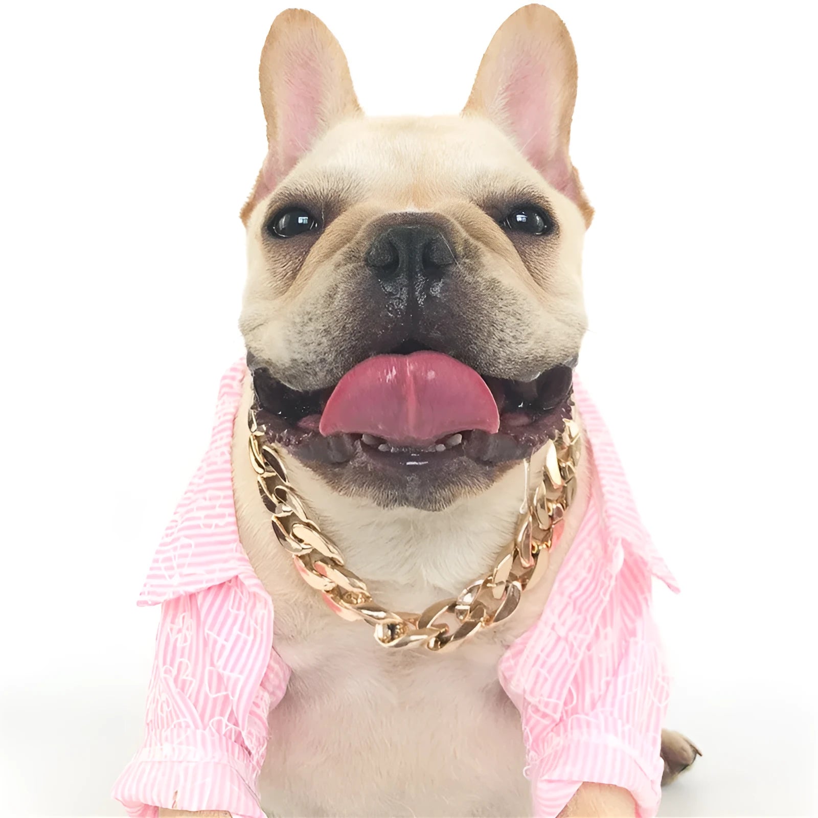 Gold colour twisted chain dog collar with buckle fastener on a white background.