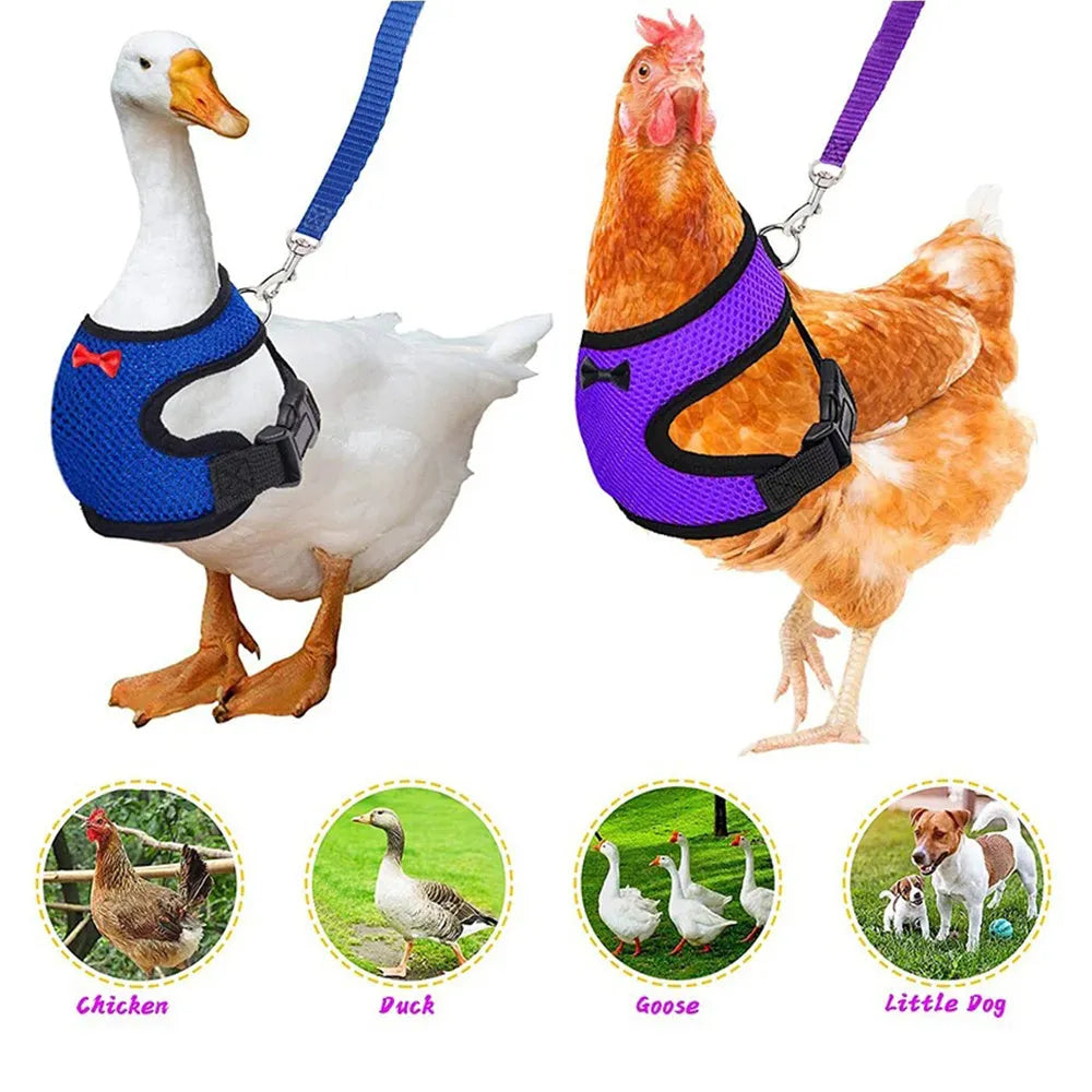 Coloured poultry vest harness and matching collar with bow set for chickens or ducks, shown with a 110cm lead rope.