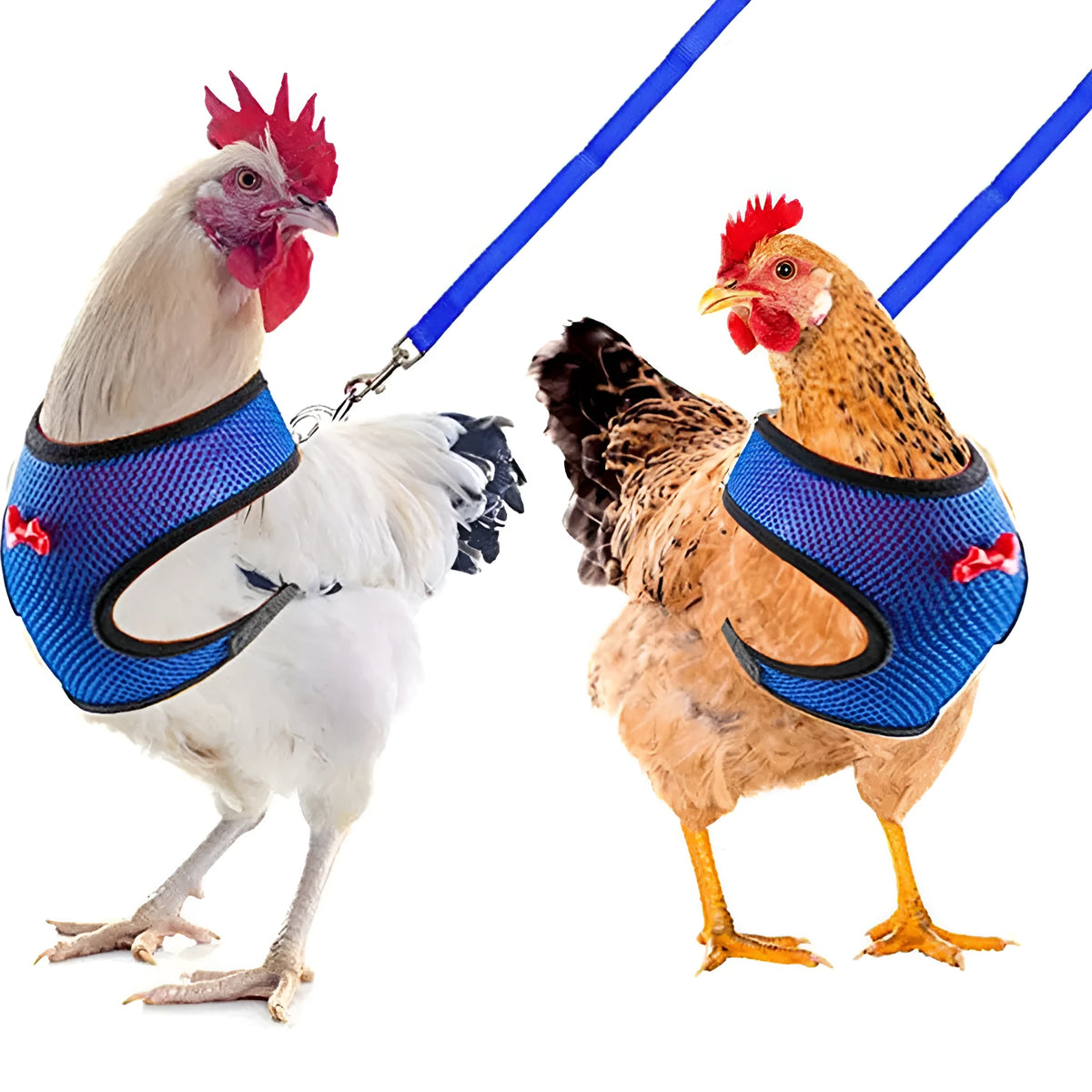 Coloured poultry vest harness and matching collar with bow set for chickens or ducks, shown with a 110cm lead rope.