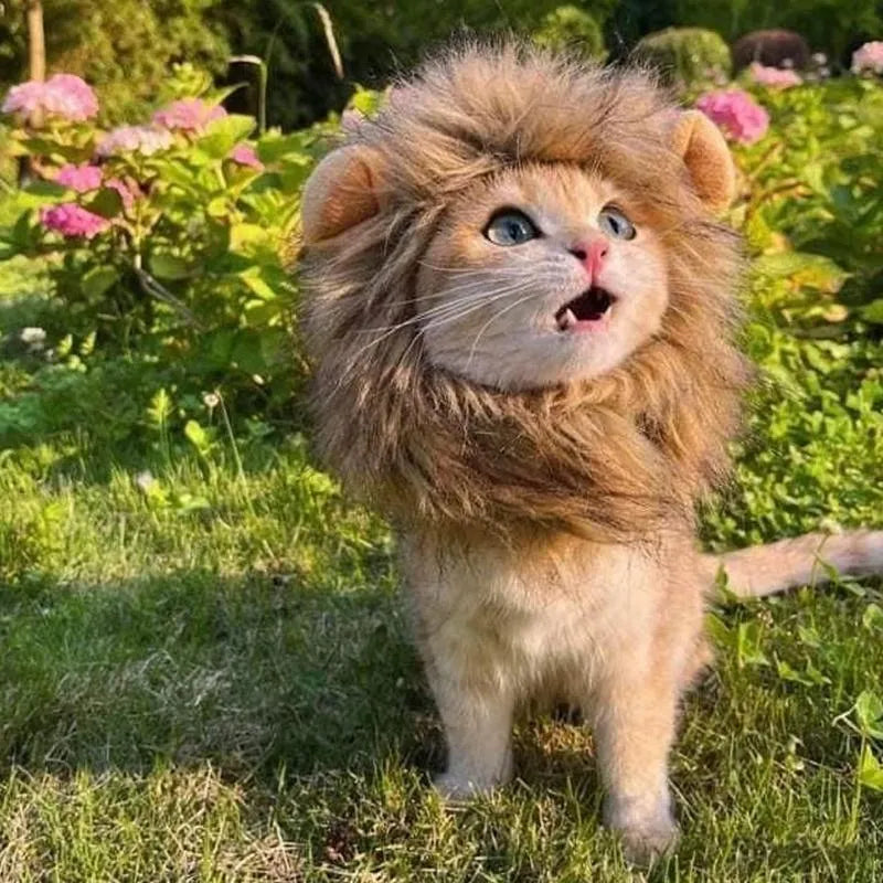 Soft lion mane wig with plush ears for cats and small dogs on a grey background.