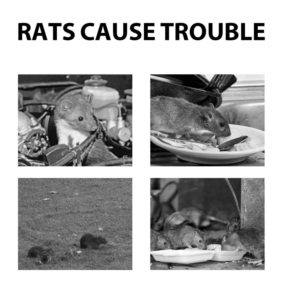 60ml rat repellent spray bottle with natural essential oils including clove, peppermint, camphor and chilli