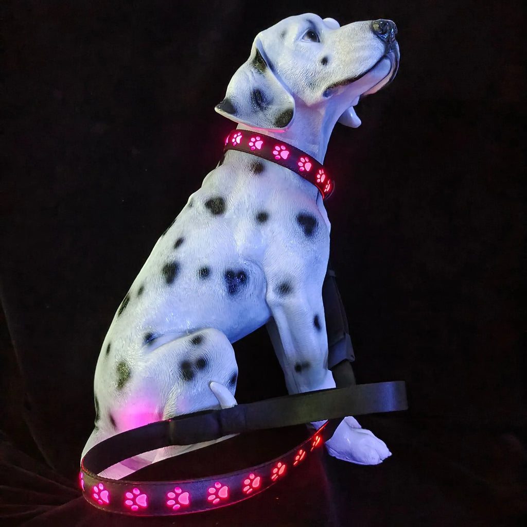 A grey cat wearing a black LED luminous collar with a glowing multi-colour paw print design.