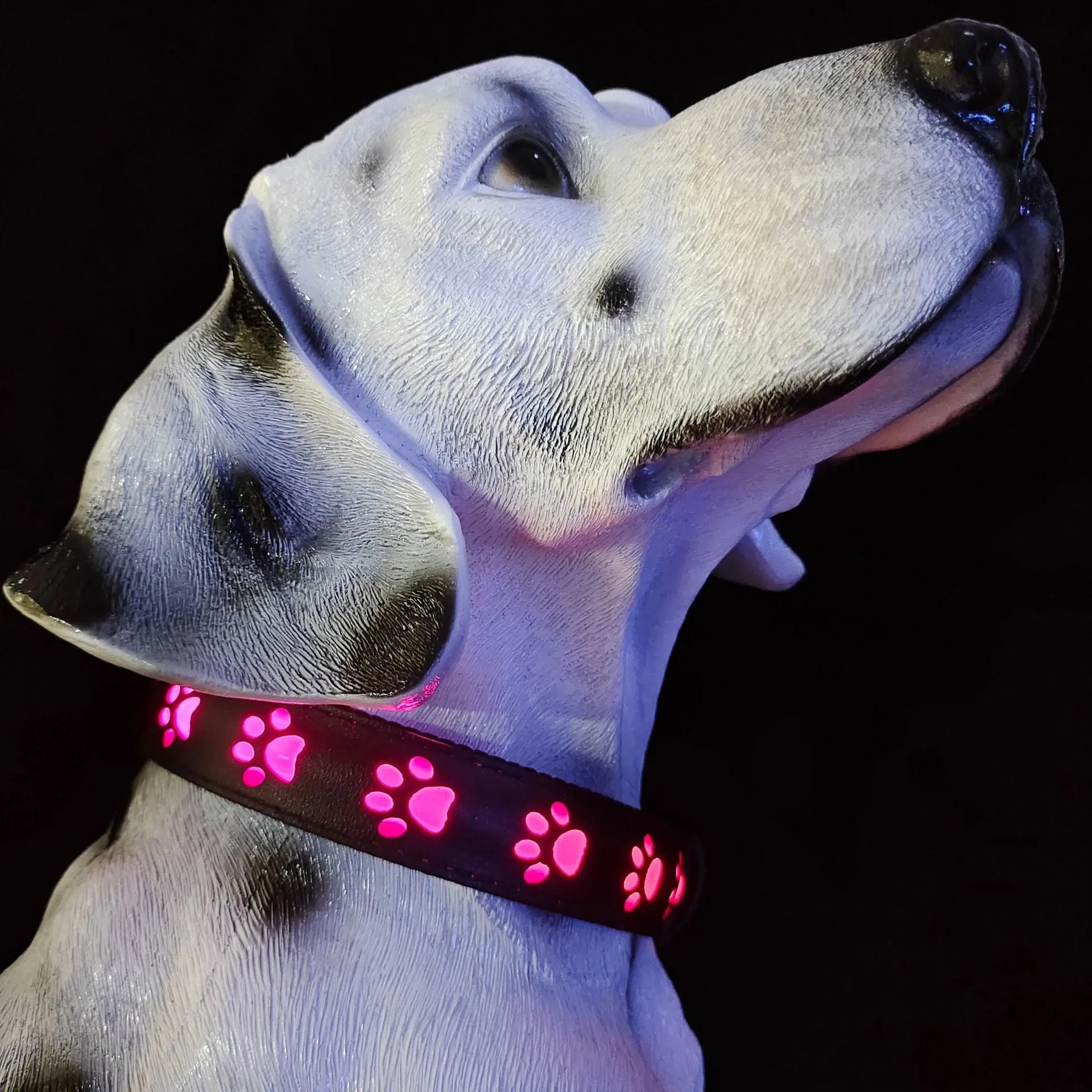 A grey cat wearing a black LED luminous collar with a glowing multi-colour paw print design.