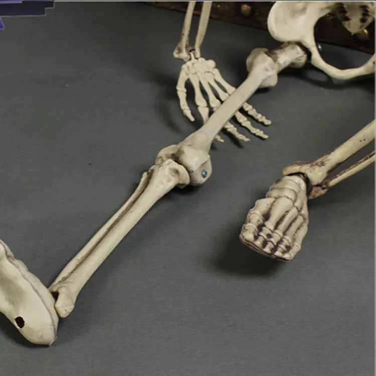 170cm tall plastic skeleton prop with articulated joints and detailed skull