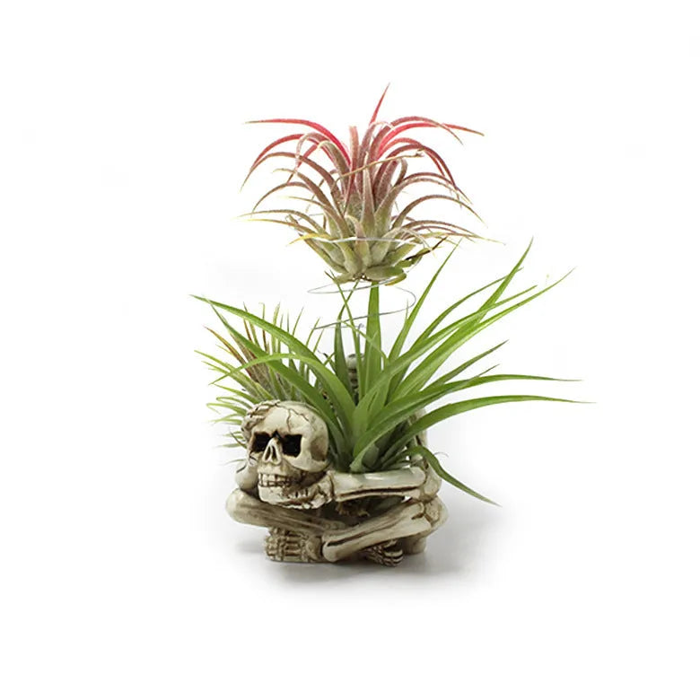 Gothic skull design resin bracket for tillandsia plants with iron base