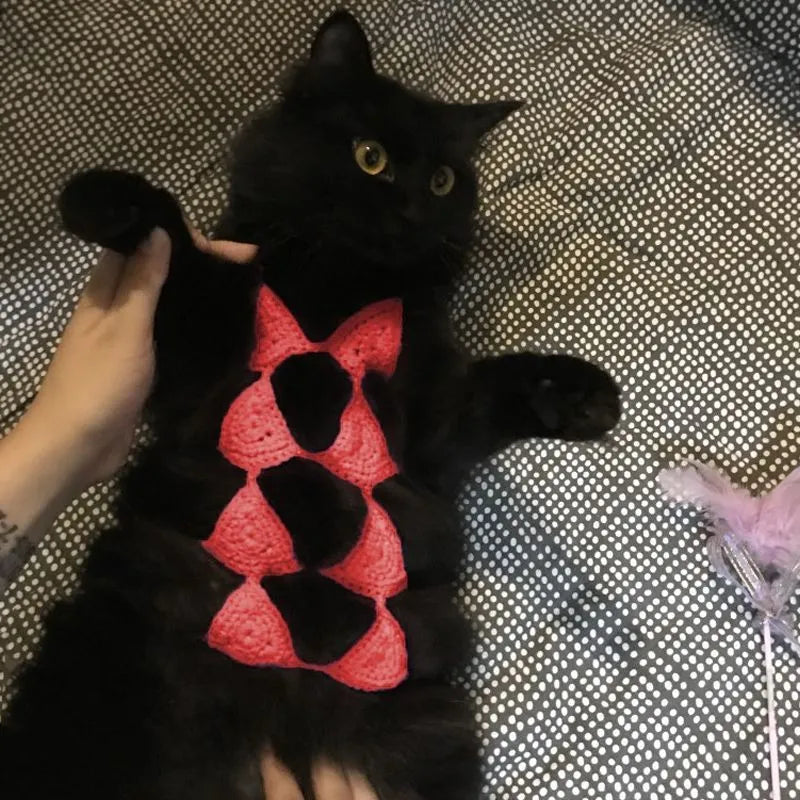 Funny black cat wearing a lace bikini and bra costume for Halloween or cosplay.