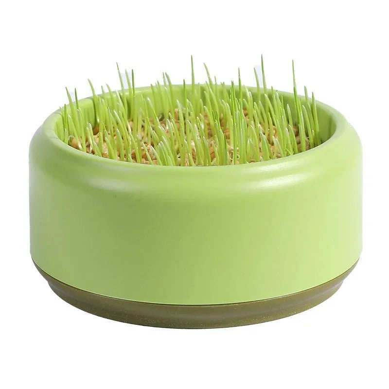 Hydroponic cat grass kit with coloured plastic cups and wheatgrass seeds for soilless indoor growing